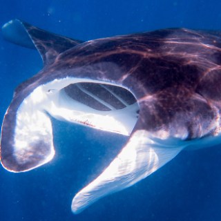 a close up of a fish swimming under water